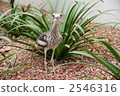 Australia Ishidori 2546316