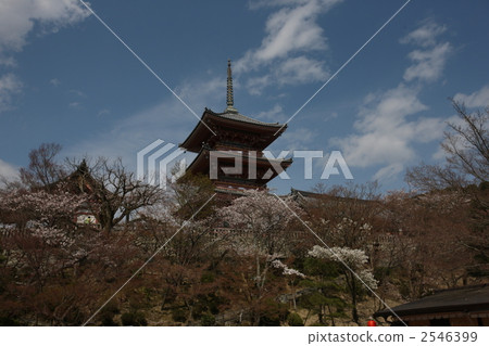 shrines and temples, three-storied pagoda, cherry blossom 2546399
