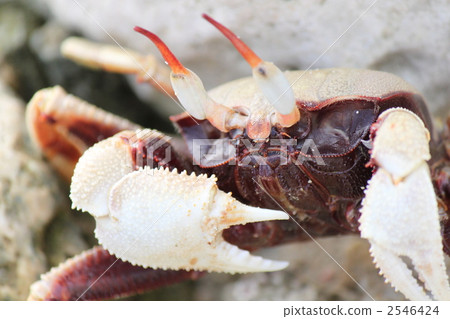 螃蟹 蟹 海洋動物 2546424