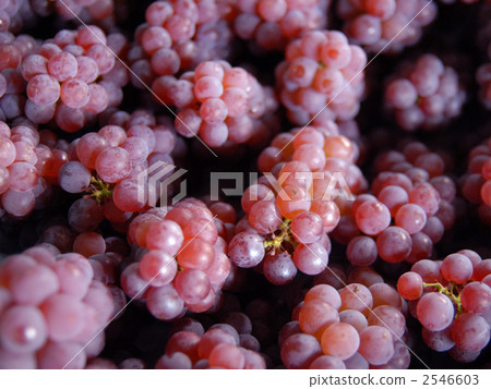 grape, vine, fruit 2546603