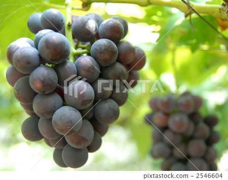 開拓者 開拓者葡萄 高峰 2546604