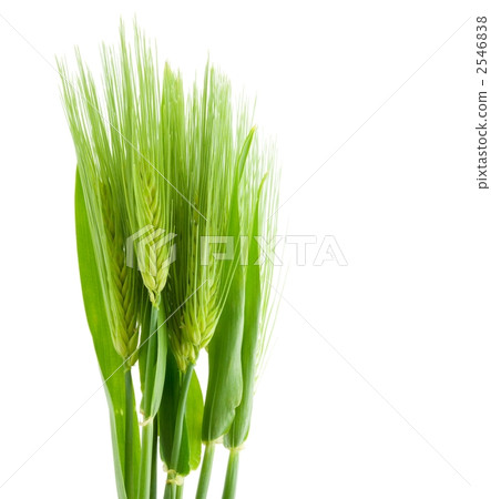 Ear of wheat 2546838