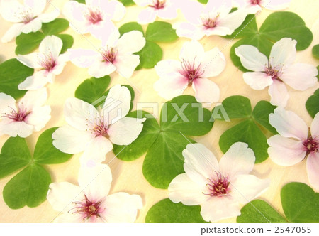 櫻桃樹三葉草 2547055