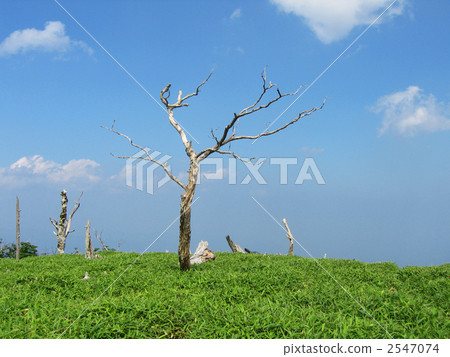 大Daigahara 2547074