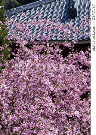 海棠 寺 寺院 2547157