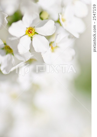 Yuki Yanagi Bouquet Yuki Yanagi Bouquet 2547159