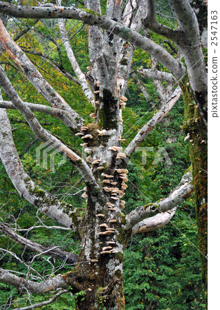 蘑菇 蘑菇 2547163