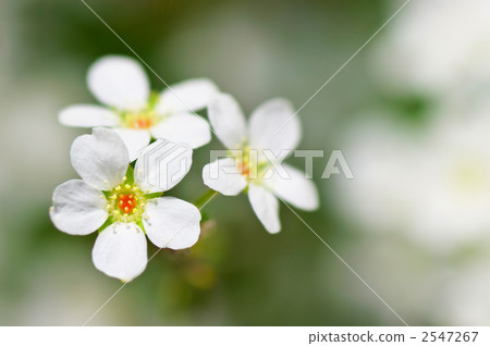 Snow Flower Flower Snow Flower Flower 2547267