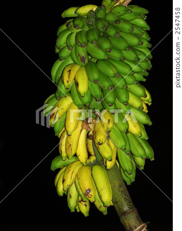 Banana immature fruits Banana immature fruits 2547458