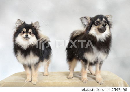 兩個博美犬 兩個博美犬 2547498