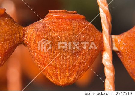 Skewers Skewers 2547519