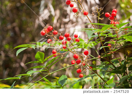 Nanten's red fruit 2547520