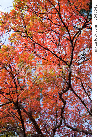 Hazenoki autumn leaves 2547542