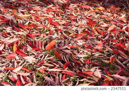 Fallen leaves of autumn leaves Fallen leaves of autumn leaves 2547551