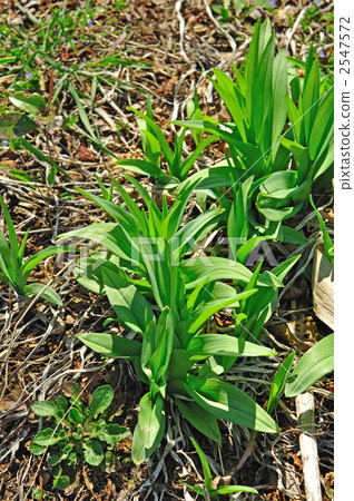 野草·Yabu-kanzou（百合） 2547572