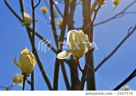 樹·Kobushi(木蘭科) 樹·Kobushi(木蘭科) 2547574