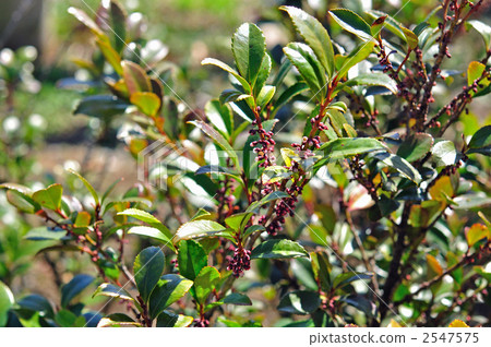 樹·久崎（山茶花） 2547575