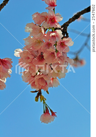 Tree · Ann Kyousaku (rose family) 2547602