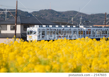 Rapeseed and Tama Train 2547603