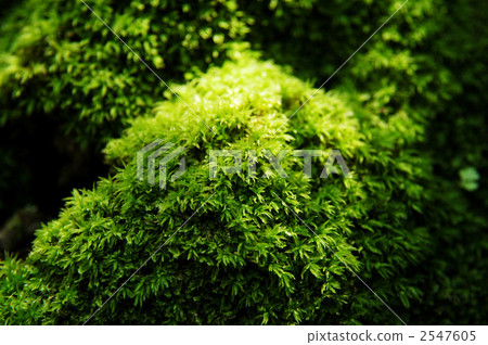 Moss 2547605