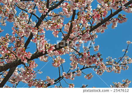 Tree · Ann Kyousaku (rose family) 2547612