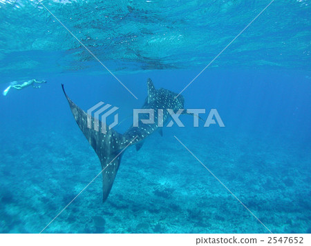 Whale sharks shark water surface sea Whale sharks shark water surface sea 2547652