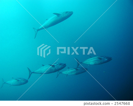 Isomagro金槍魚Kerama群島養魚場 2547668