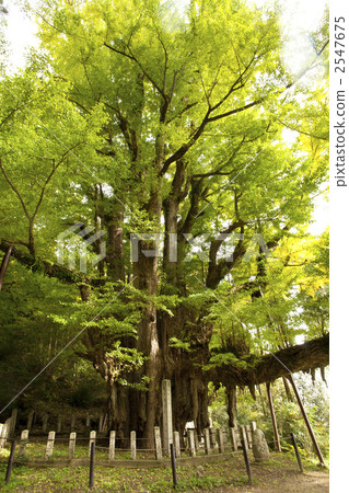 新鮮的綠色偉大的綠色銀杏樹 2547675