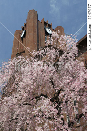 Yasuda Auditorium和Sakura 2547677