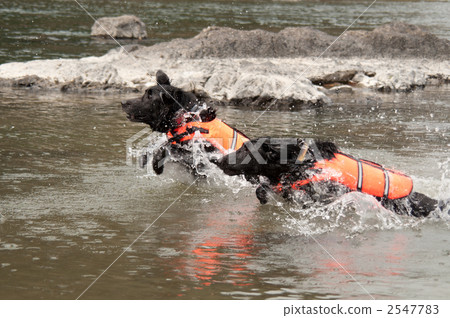 平塗的獵犬在河裡玩 2547783