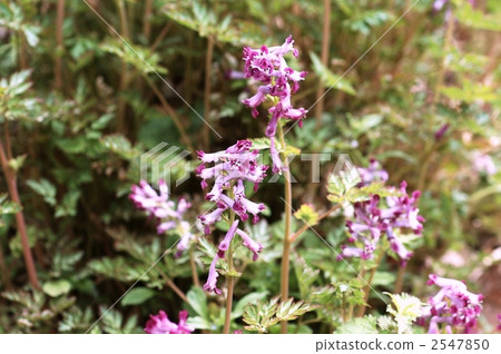 Murasaki Keman Murasaki Keman 2547850