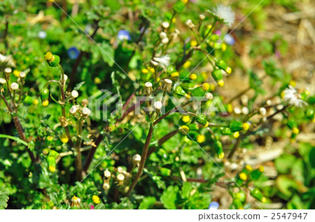 野草·noborogiku（菊科） 2547947