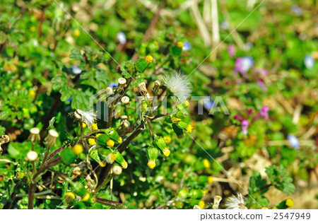 野草·noborogiku（菊科） 2547949