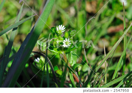 野草·Kokhakobe(Nadesico家族) 野草·Kokhakobe(Nadesico家族) 2547950