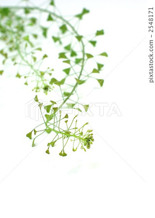 Wild grass white back of spring - vertical position of Na na 2548171