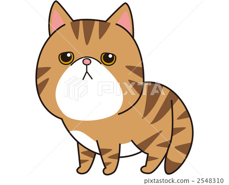 Cat (exotic short hair) Cat (exotic short hair) 2548310