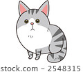 貓（挪威吉恩森林貓） 2548315