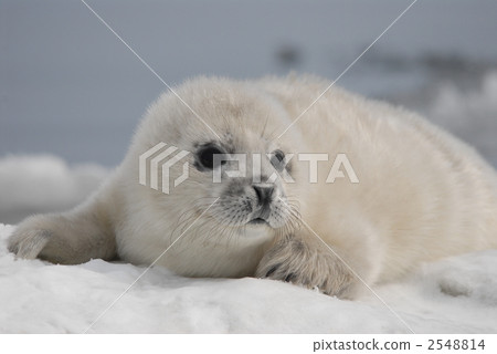 海洋動物 海狗 密封 2548814