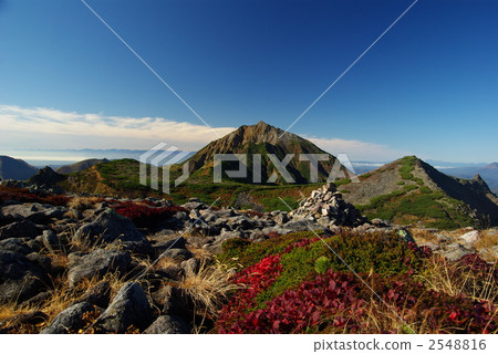 楓樹 紅楓 楓葉 2548816