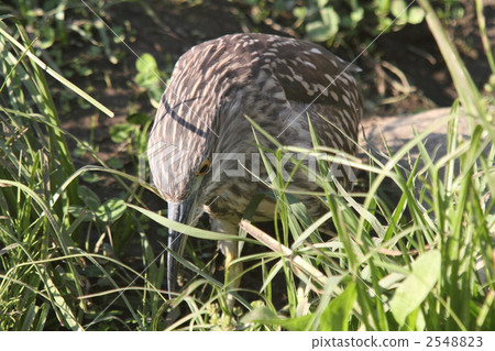 瞄準Hoshigoi後我抓到了一條小魚 瞄準Hoshigoi後我抓到了一條小魚 2548823