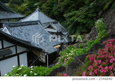 Hydrangea of Kyoto Yanagiya Kannon 2548840