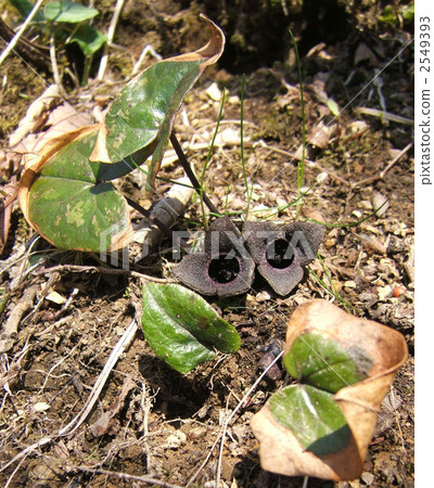 Koshino Kanauoi 2549393