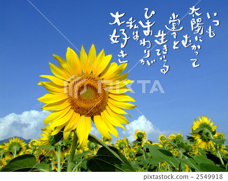 向日葵 向日葵 2549918
