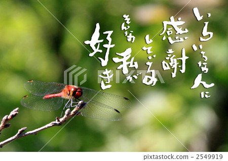 謝謝 謝謝 2549919