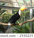 Parrot 2550225