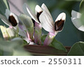 Soybean flowers bloomed 2550311