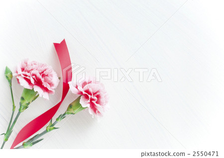 Carnation Carnation 2550471