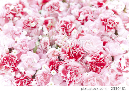 Carnation Carnation 2550481