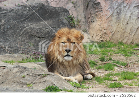 lion lion 2550562