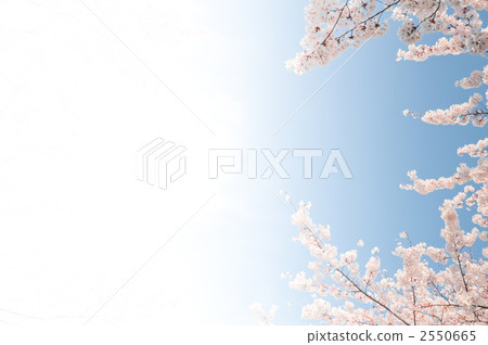 Semi-finished cherry blossoms Semi-finished cherry blossoms 2550665
